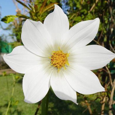 Dahlia imperialis Sämling Weiß - Königliche Gartenakademie