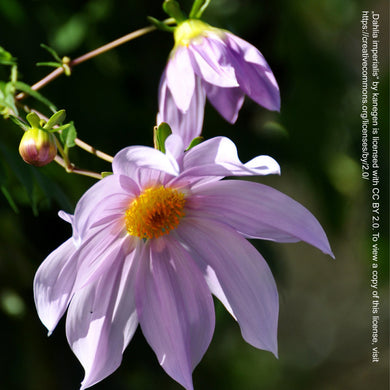 Dahlia imperialis - Königliche Gartenakademie