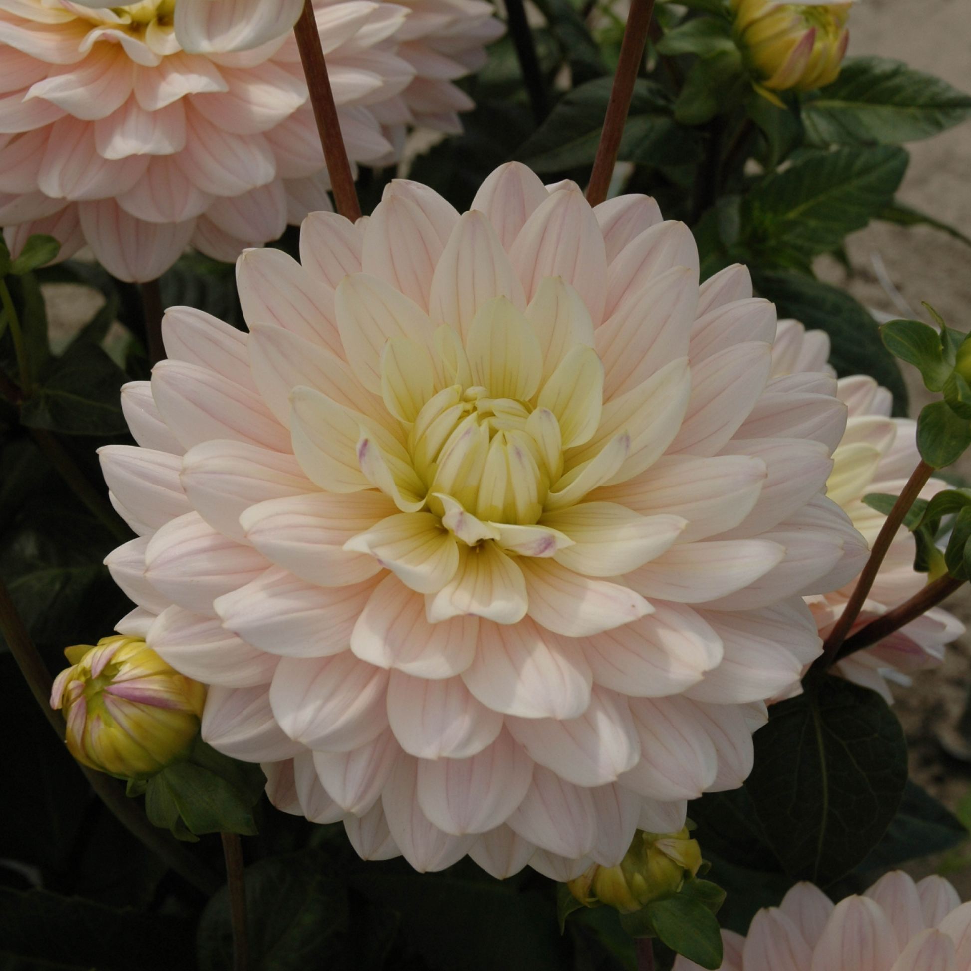 Diana's Memory - Königliche Gartenakademie