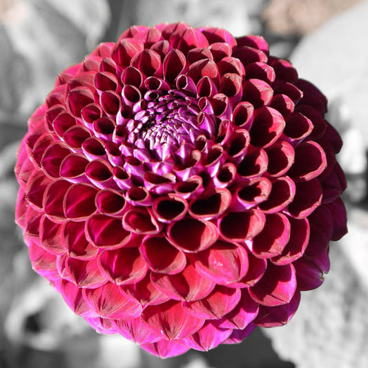 Downham Royal - Königliche Gartenakademie