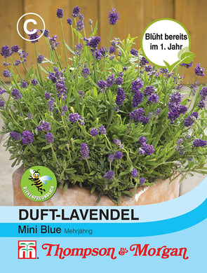 Duft Lavendel Mini Blue - Königliche Gartenakademie