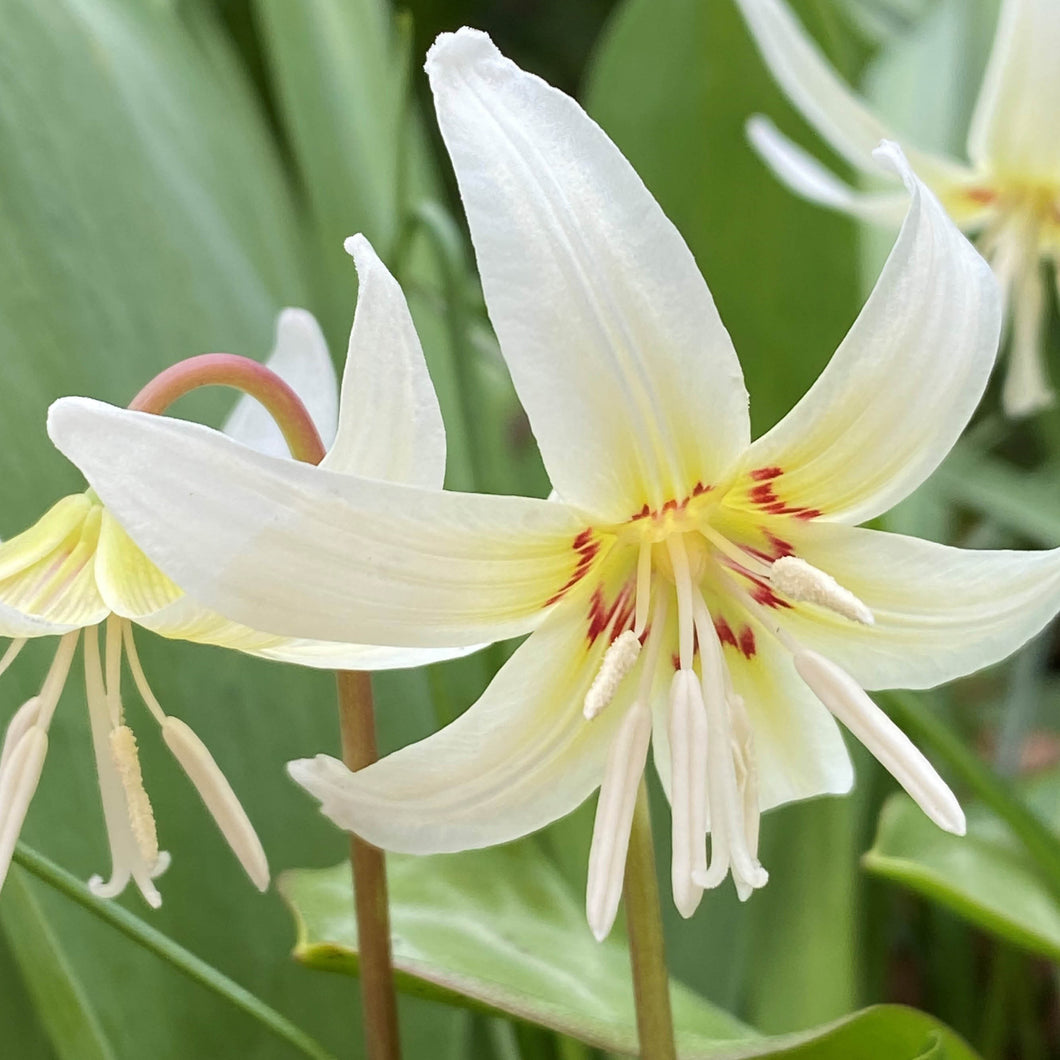 Erythronium revolutum 'White Beauty' - Königliche Gartenakademie
