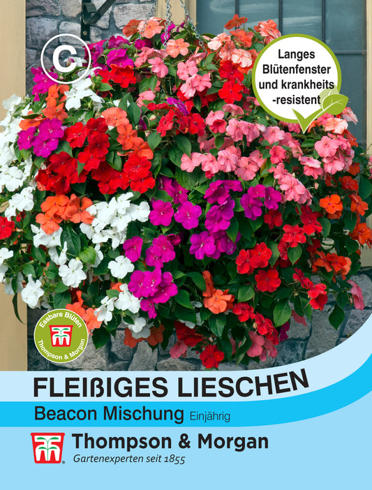 Fleissiges Lieschen Beacon Mischung NEU - Königliche Gartenakademie