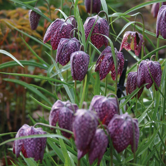 Fritillaria meleagris - Königliche Gartenakademie