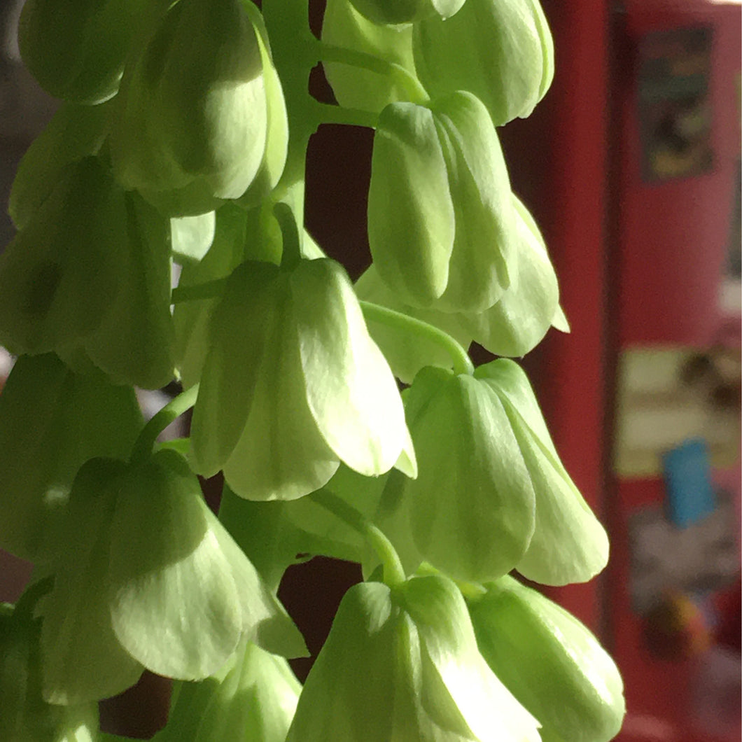 Fritillaria persica 'Ivory Bells' - Königliche Gartenakademie