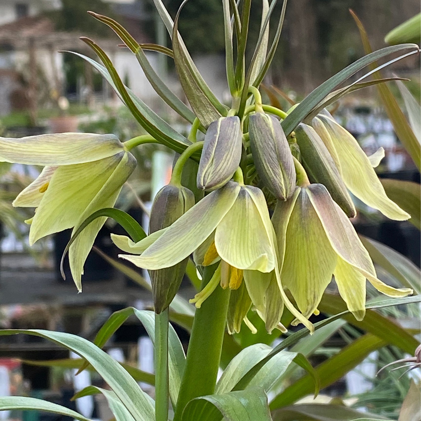 Fritillaria raddeana - Königliche Gartenakademie