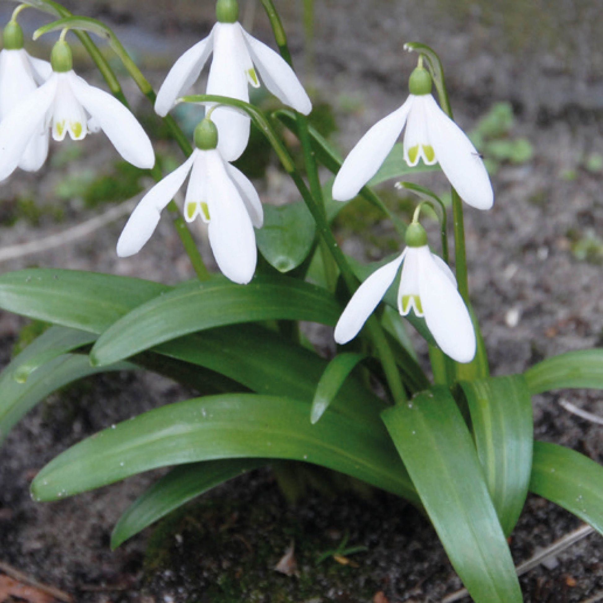 Galanthus woronowii - Königliche Gartenakademie