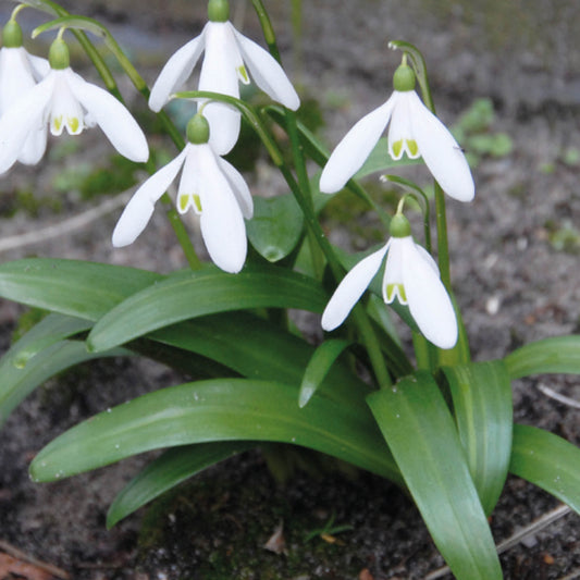 Galanthus woronowii - Königliche Gartenakademie
