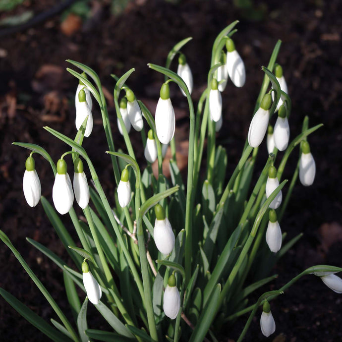 Galanthus nivalis - Königliche Gartenakademie