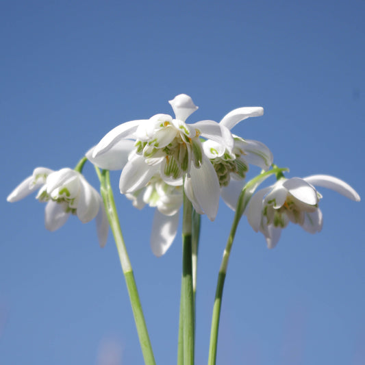 Galanthus nivalis 'Flore Pleno' - Königliche Gartenakademie