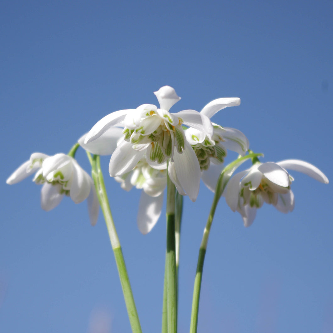 Galanthus nivalis 'Flore Pleno' - Königliche Gartenakademie