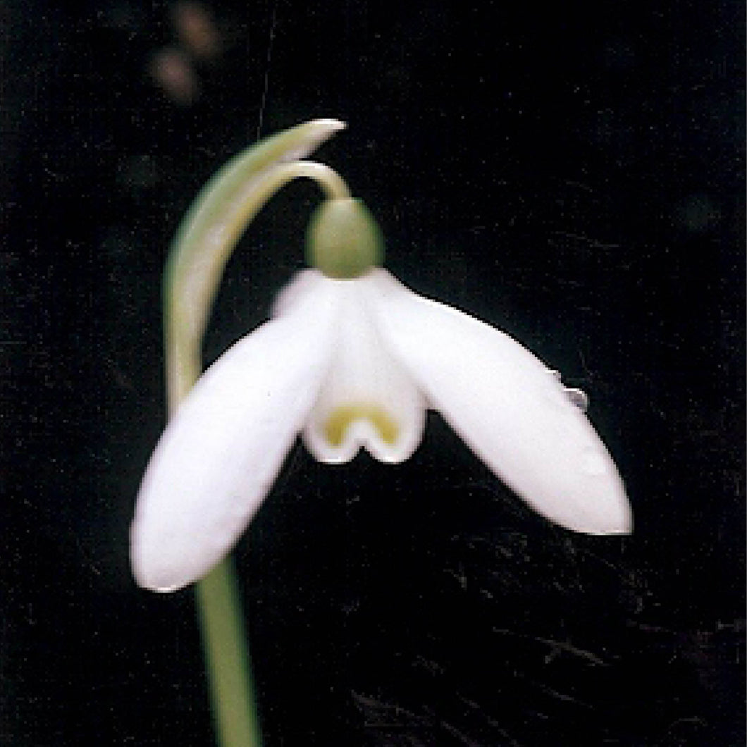 Galanthus reginae-olgae - Königliche Gartenakademie