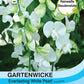 Gartenwicke Everlasting White Pearl - Königliche Gartenakademie