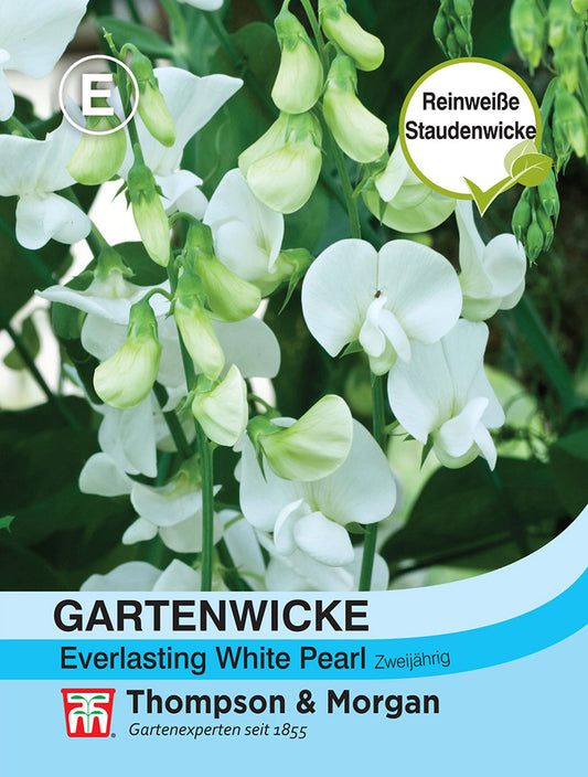Gartenwicke Everlasting White Pearl - Königliche Gartenakademie