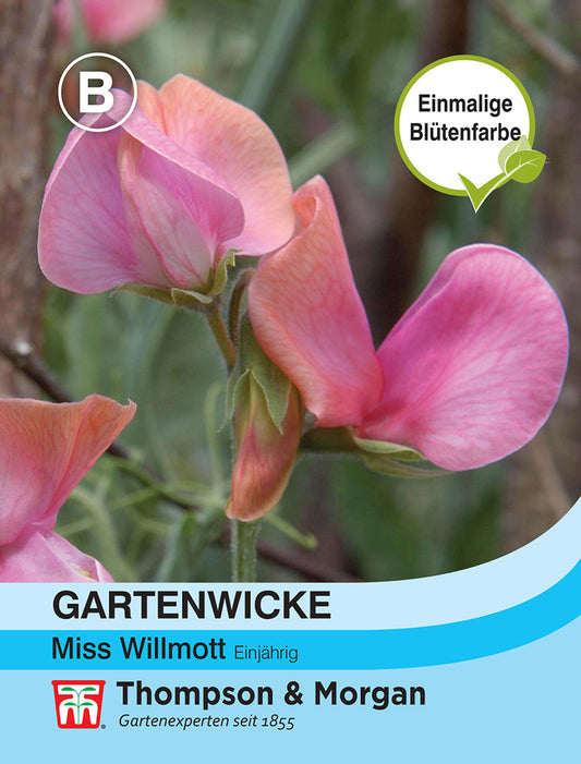 Gartenwicke Miss Willmott - Königliche Gartenakademie