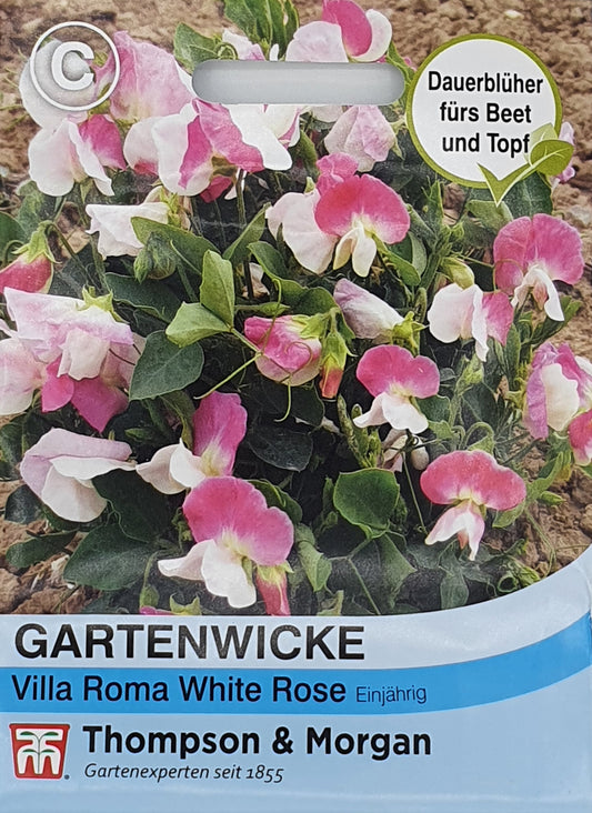 Gartenwicke Villa Roma White Rose - Königliche Gartenakademie