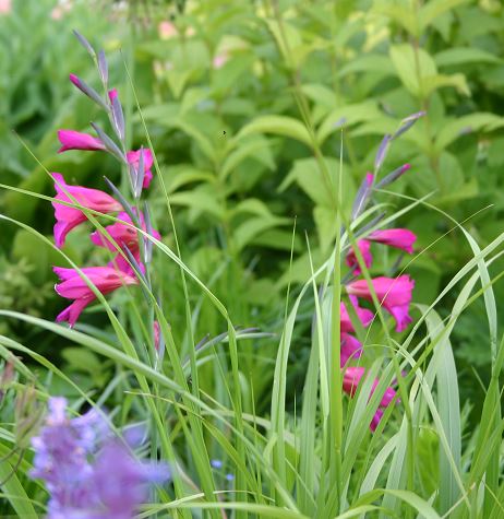 Gladiolus byzantinus - Königliche Gartenakademie