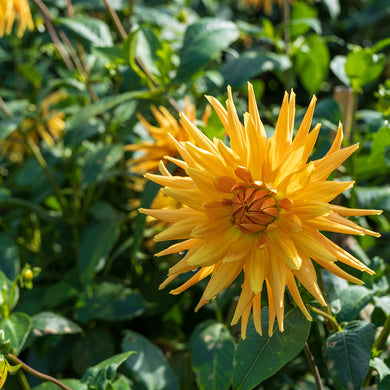 Dahlia - Gold Crown - Königliche Gartenakademie