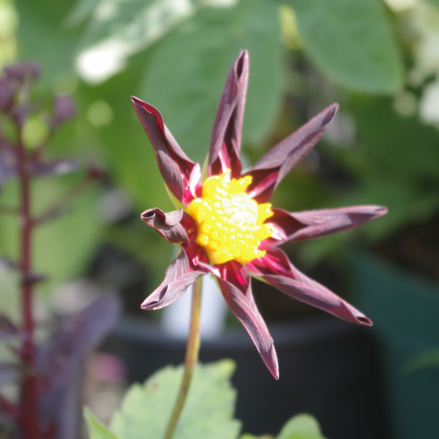 Honka Dark - Königliche Gartenakademie