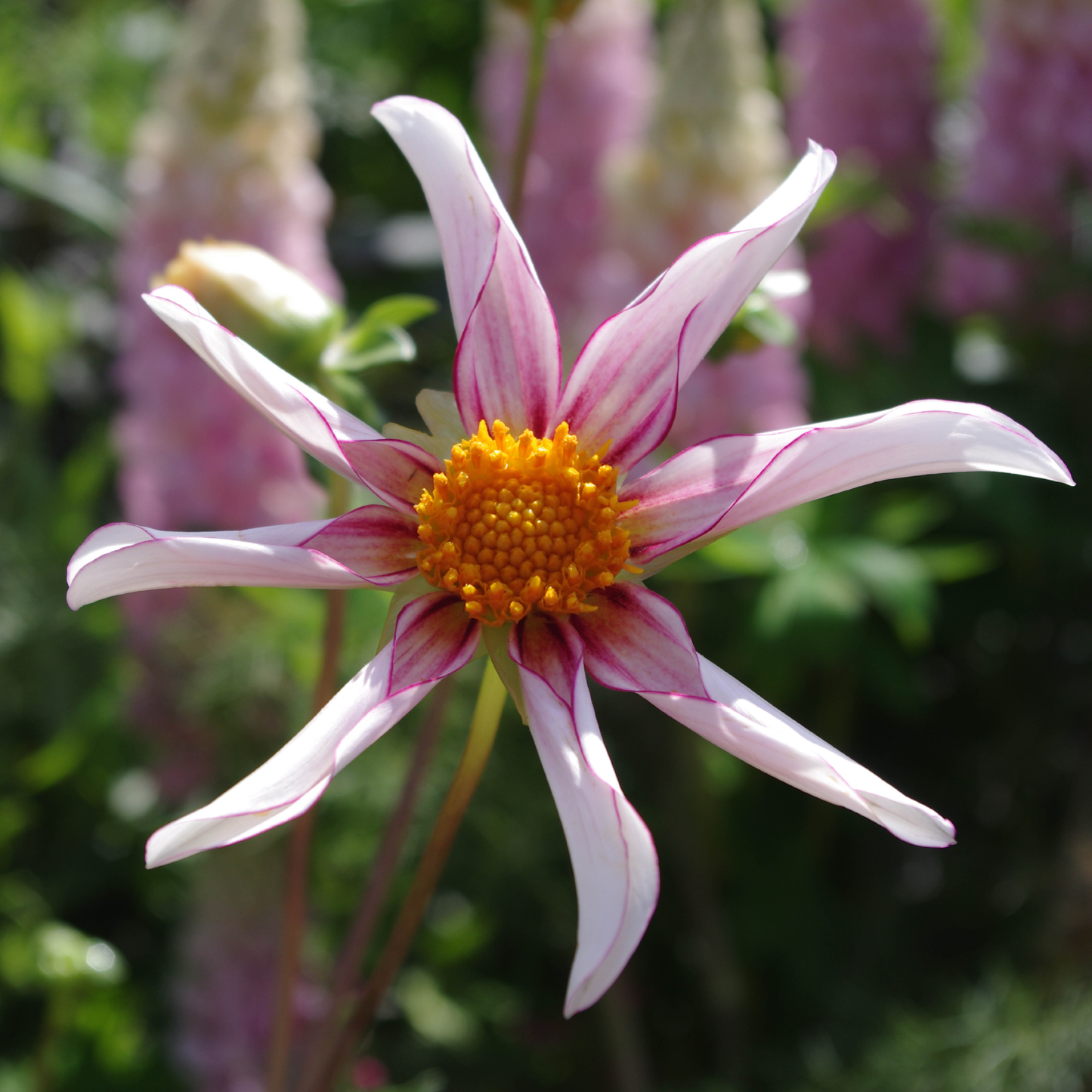 Eine Nahaufnahme der Weijers Dahlia 'Honka Fragile' Sterndahlie mit rosa-weißen Blütenblättern und einer gelben Mitte vor einem verschwommenen grün-rosa Staudenbeet, das ihre bienenfreundliche Blüte hervorhebt.