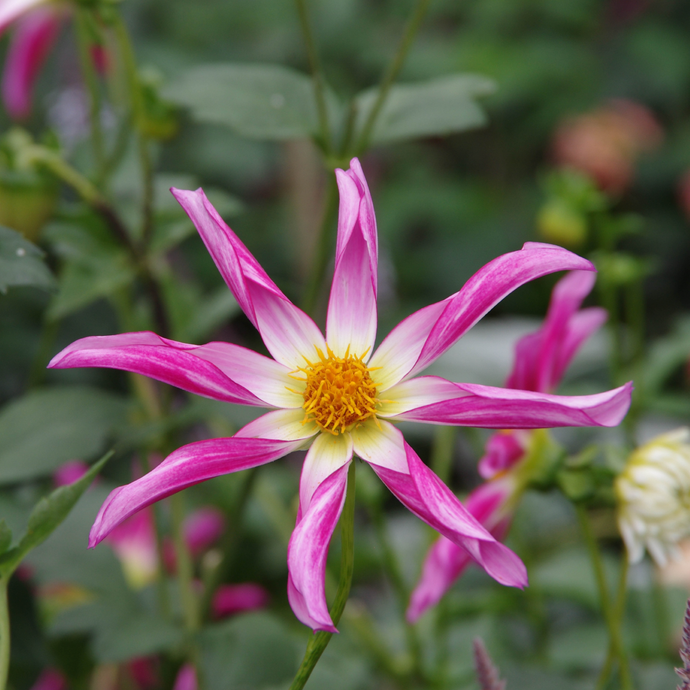 Honka Pink - Königliche Gartenakademie