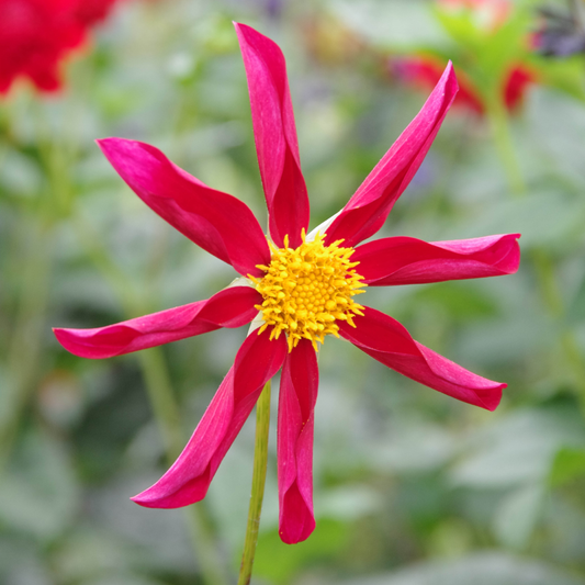 Honka Red - Königliche Gartenakademie