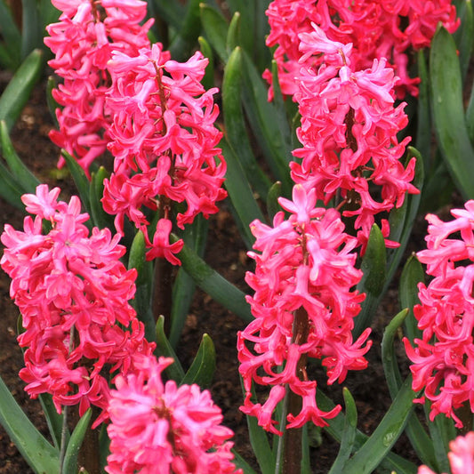 Hyacinthus Jan Bos - Königliche Gartenakademie