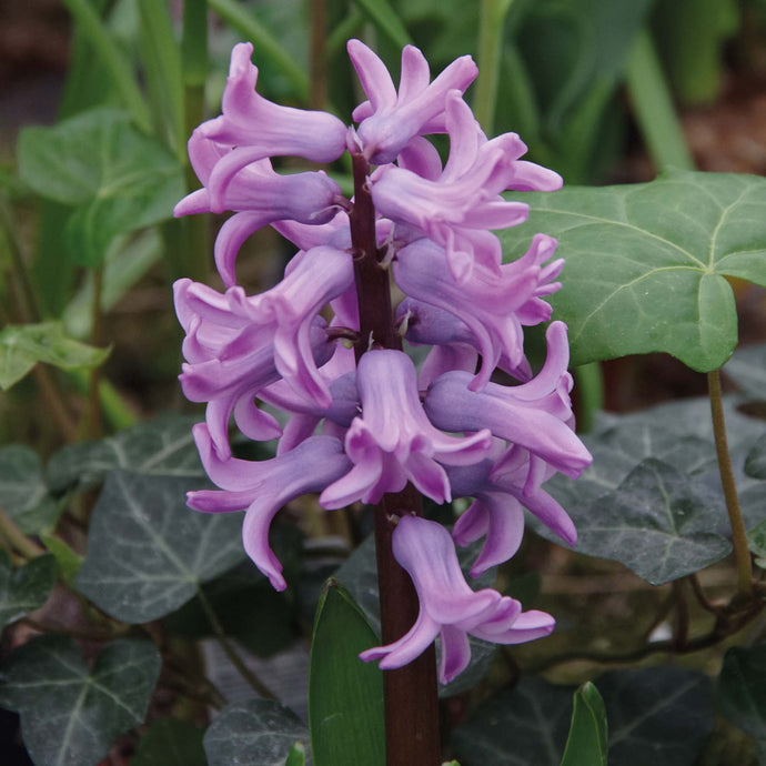 Hyacinthus 'Splendid Cornelia' - Königliche Gartenakademie
