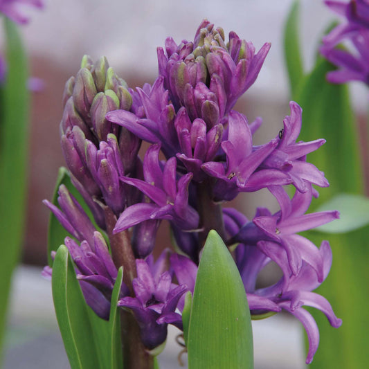 Hyacinthus 'Woodstock' - Königliche Gartenakademie