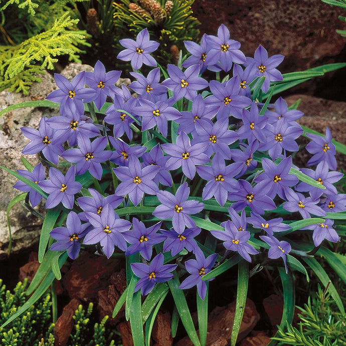 Ipheion 'Jessie' - Königliche Gartenakademie