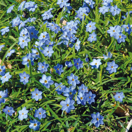 Ipheion 'Rolf Fiedler' - Königliche Gartenakademie