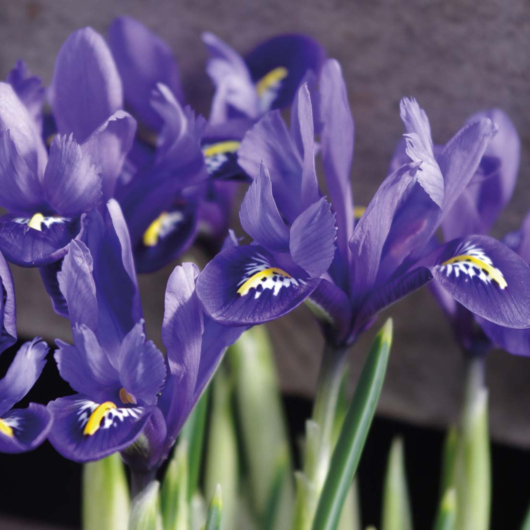 Iris reticulata 'Harmony' - Königliche Gartenakademie