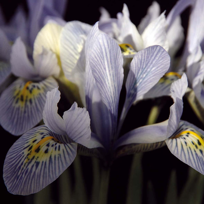 Iris reticulata 'Katherine Hodgkin' - Königliche Gartenakademie