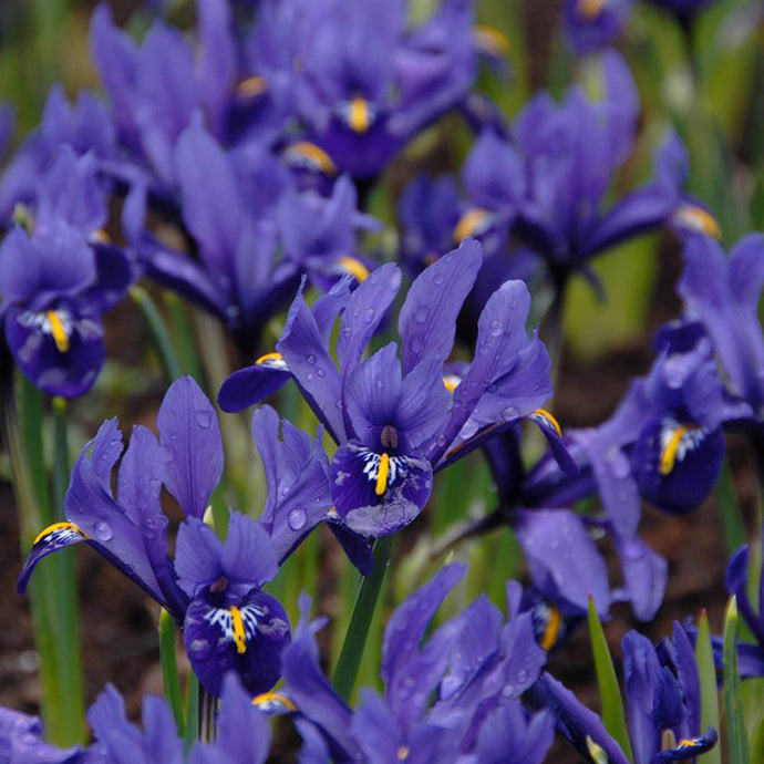 Iris reticulata 'Pixie' - Königliche Gartenakademie