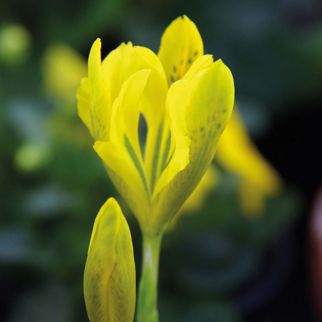 Iris danfordiae - Königliche Gartenakademie