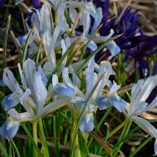Weijers Iris retic. Die Netz-Iris 'Frozen Planet' hat weiße und hellblaue Blütenbüschel mit schlanken grünen Blättern inmitten von getrocknetem Gras. Sie blüht früh von März bis April, während tiefviolette Schwertlilien den Hintergrund verschönern.
