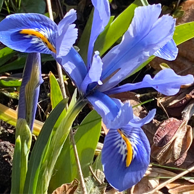 Iris reticulata 'Alida' - Königliche Gartenakademie