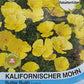 Kalifornischer Mohn Butter Bush - Königliche Gartenakademie