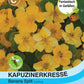 Kapuzinerkresse Banana Split - Königliche Gartenakademie