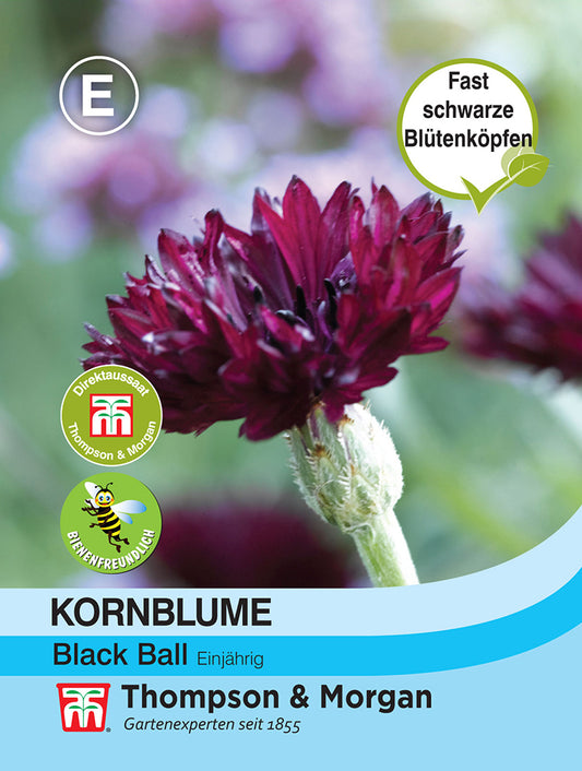 Kornblume Black Ball - Königliche Gartenakademie