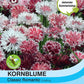 Kornblume Flockenblume Classic Romantic - Königliche Gartenakademie