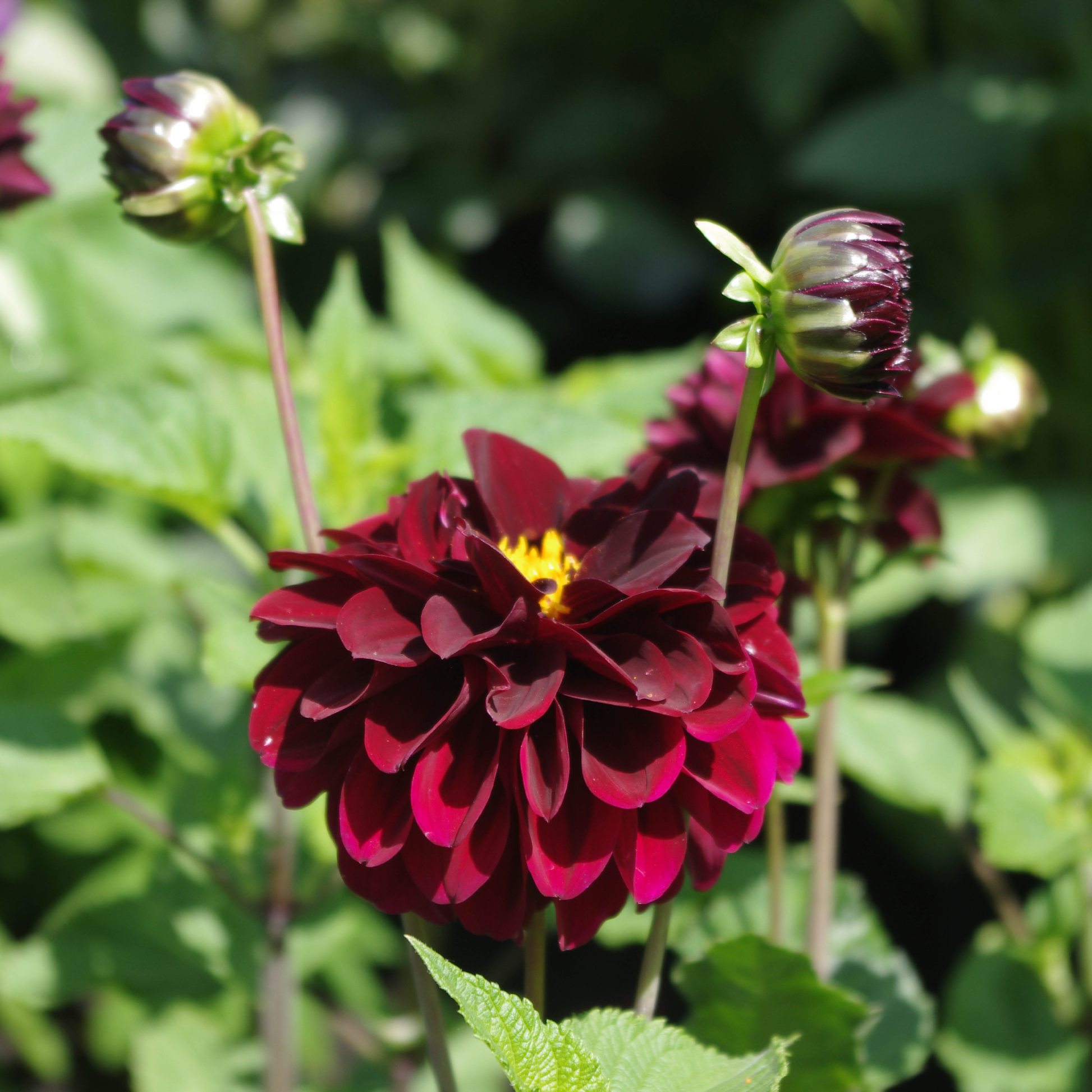 La Recoleta - Königliche Gartenakademie