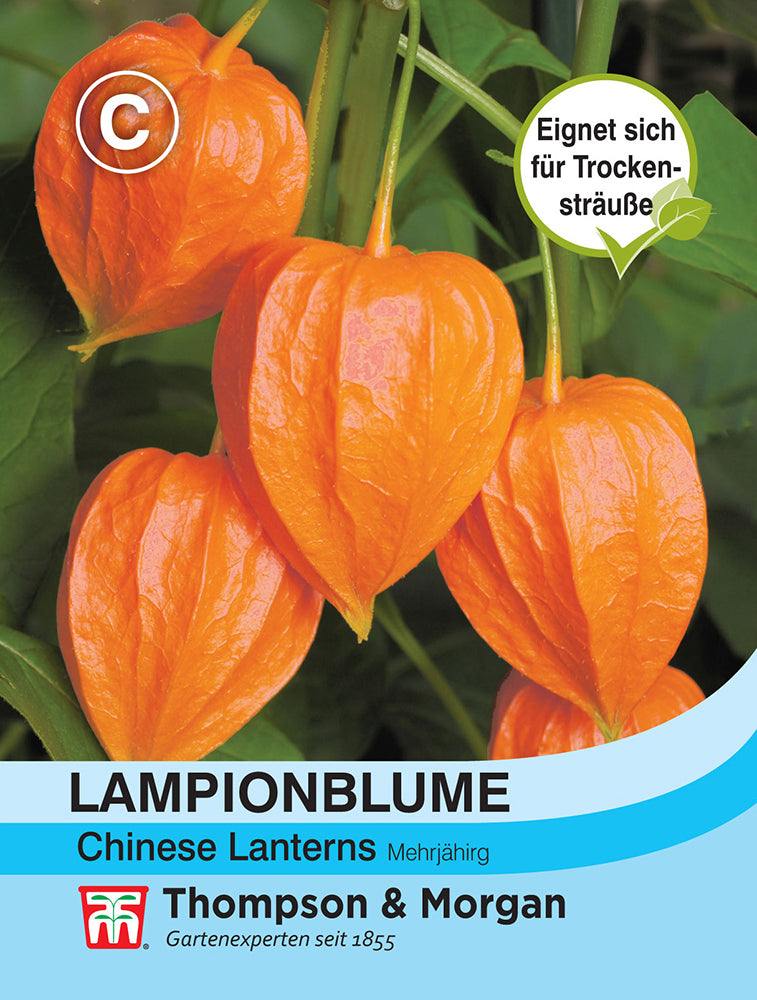 Lampionblume Physalis gigantea Chinese Lanterns - Königliche Gartenakademie
