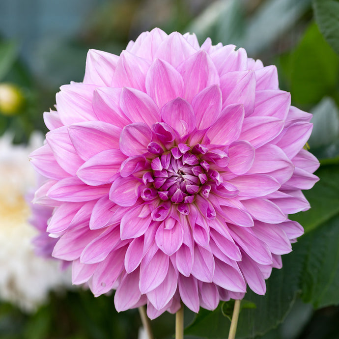 Dahlia - Lavender Perfection - Königliche Gartenakademie