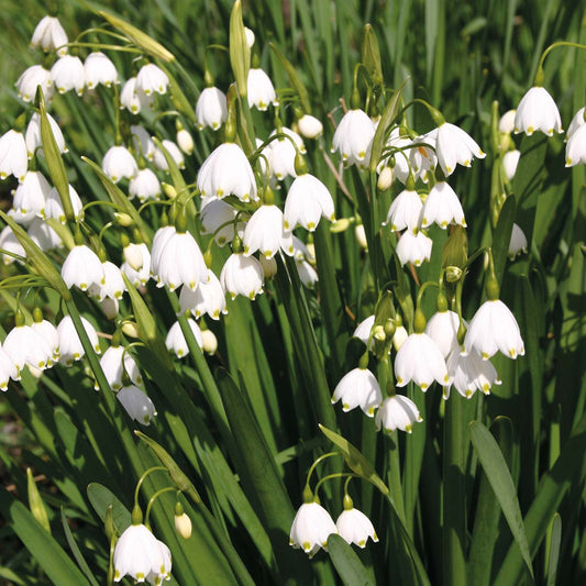Leucojum aestivum 'Gravetye Giant' - Königliche Gartenakademie