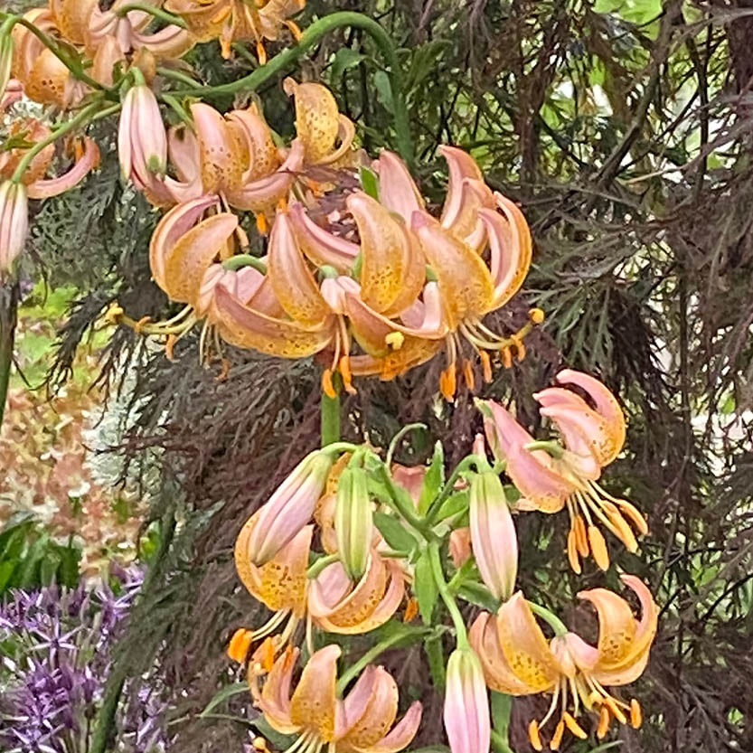 Lilium martagon 'Fairy Morning'