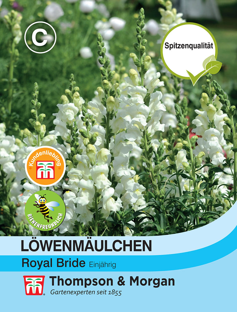 Löwenmaul Royal Bride - Königliche Gartenakademie