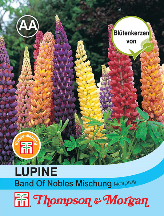 Lupine Band of Nobles Mischung - Königliche Gartenakademie