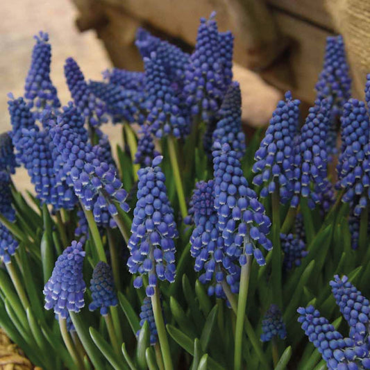 Muscari 'Big Smile' - Königliche Gartenakademie