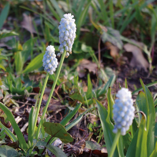 Muscari 'Valerie Finnis' - Königliche Gartenakademie